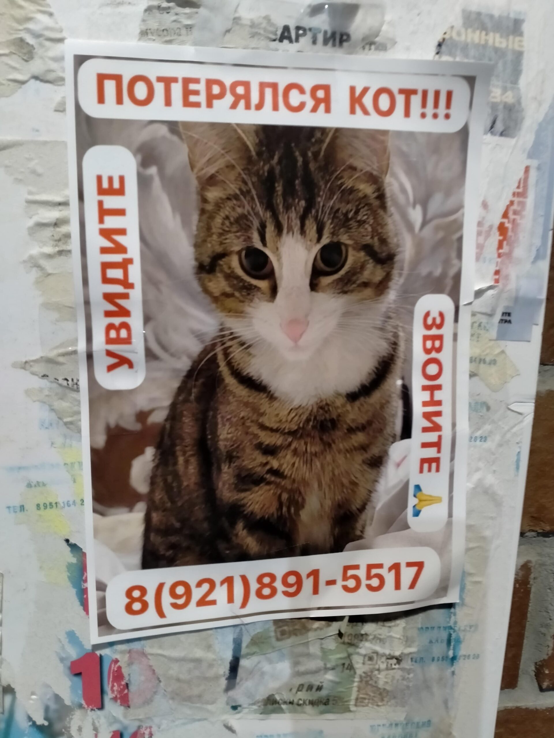 Потерялся кот в Мурино