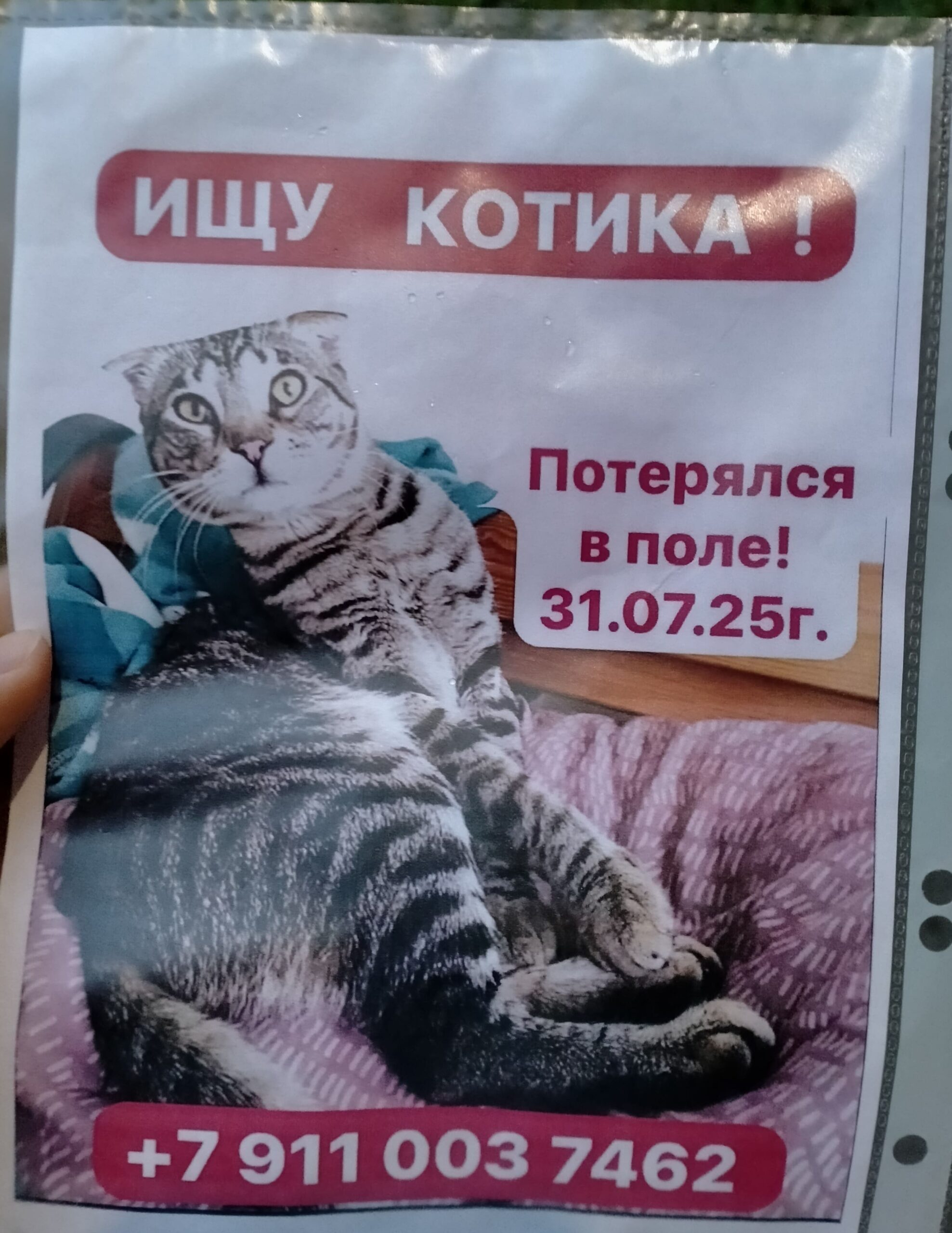 Потерялся котик в Мурино